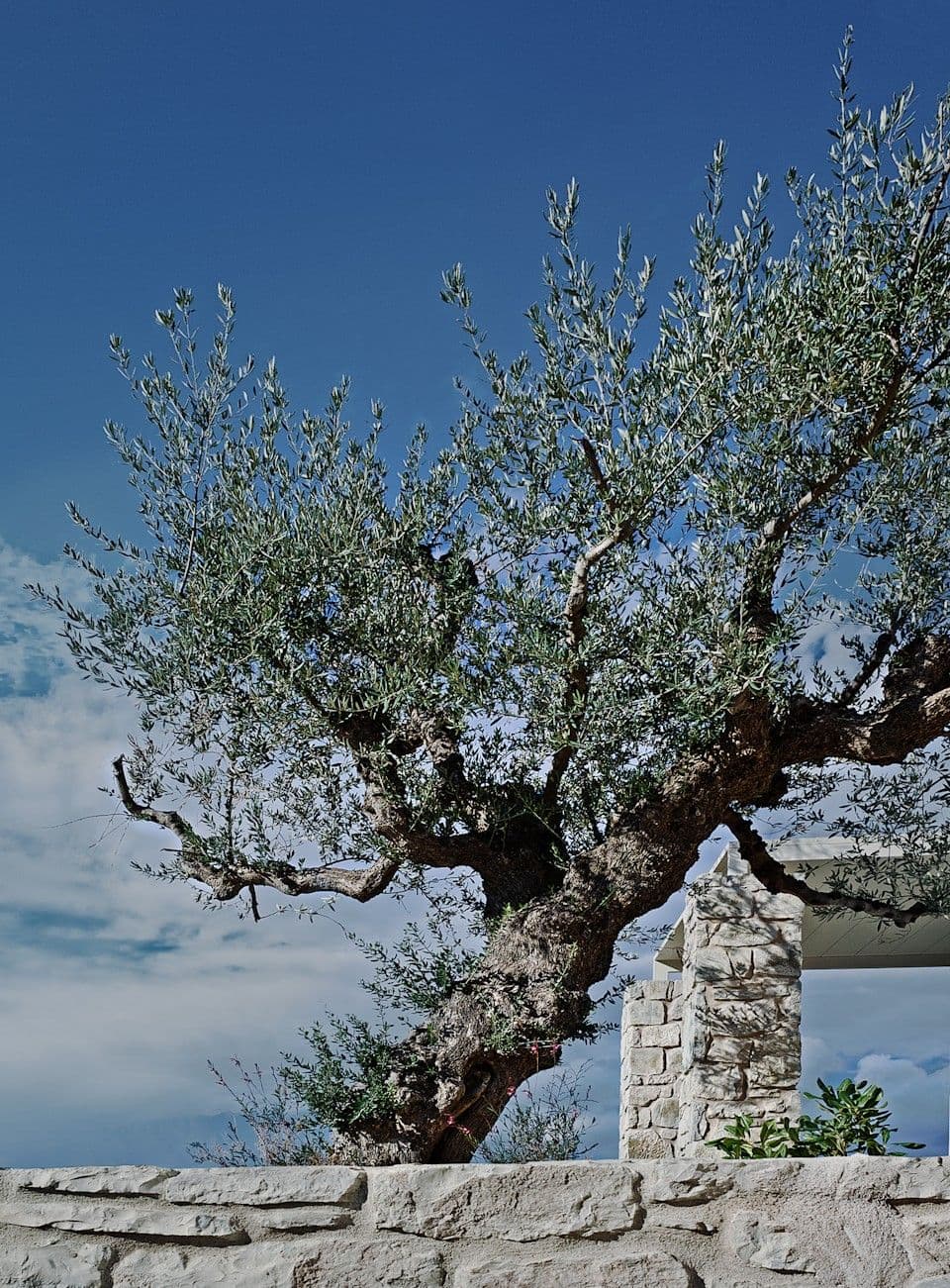 properties-CAMVILLIA-1.jpg